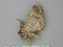  ( - BC ZSM Lep 26063)  @12 [ ] CreativeCommons - Attribution Non-Commercial Share-Alike (2010) Unspecified SNSB, Zoologische Staatssammlung Muenchen