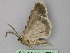  ( - BC ZSM Lep 26064)  @12 [ ] CreativeCommons - Attribution Non-Commercial Share-Alike (2010) Unspecified SNSB, Zoologische Staatssammlung Muenchen