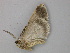  ( - BC ZSM Lep 26065)  @12 [ ] CreativeCommons - Attribution Non-Commercial Share-Alike (2010) Unspecified SNSB, Zoologische Staatssammlung Muenchen