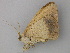  ( - BC ZSM Lep 26068)  @12 [ ] CreativeCommons - Attribution Non-Commercial Share-Alike (2010) Unspecified SNSB, Zoologische Staatssammlung Muenchen