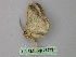  ( - BC ZSM Lep 26073)  @13 [ ] CreativeCommons - Attribution Non-Commercial Share-Alike (2010) Unspecified SNSB, Zoologische Staatssammlung Muenchen