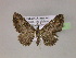  ( - BC ZSM Lep 06285)  @13 [ ] CreativeCommons - Attribution Non-Commercial Share-Alike (2010) Unspecified SNSB, Zoologische Staatssammlung Muenchen