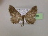  (Chrysolarentia EF05 - BC ZSM Lep 06286)  @14 [ ] CreativeCommons - Attribution Non-Commercial Share-Alike (2010) Unspecified SNSB, Zoologische Staatssammlung Muenchen
