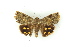  ( - BC ZSM Lep 19135)  @13 [ ] CreativeCommons - Attribution Non-Commercial Share-Alike (2010) Unspecified SNSB, Zoologische Staatssammlung Muenchen
