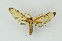  ( - BC ZSM Lep 19143)  @14 [ ] CreativeCommons - Attribution Non-Commercial Share-Alike (2010) Unspecified SNSB, Zoologische Staatssammlung Muenchen