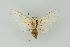  ( - BC ZSM Lep 19160)  @13 [ ] CreativeCommons - Attribution Non-Commercial Share-Alike (2010) Unspecified SNSB, Zoologische Staatssammlung Muenchen