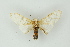  ( - BC ZSM Lep 19161)  @13 [ ] CreativeCommons - Attribution Non-Commercial Share-Alike (2010) Unspecified SNSB, Zoologische Staatssammlung Muenchen
