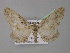  ( - BC ZSM Lep 19365)  @11 [ ] CreativeCommons - Attribution Non-Commercial Share-Alike (2010) Unspecified SNSB, Zoologische Staatssammlung Muenchen
