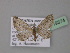  ( - BC ZSM Lep 19374)  @13 [ ] CreativeCommons - Attribution Non-Commercial Share-Alike (2010) Unspecified SNSB, Zoologische Staatssammlung Muenchen