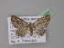  ( - BC ZSM Lep 19377)  @13 [ ] CreativeCommons - Attribution Non-Commercial Share-Alike (2010) Unspecified SNSB, Zoologische Staatssammlung Muenchen