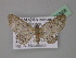  ( - BC ZSM Lep 19388)  @13 [ ] CreativeCommons - Attribution Non-Commercial Share-Alike (2010) Unspecified SNSB, Zoologische Staatssammlung Muenchen