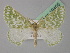  ( - BC ZSM Lep 19405)  @11 [ ] CreativeCommons - Attribution Non-Commercial Share-Alike (2010) Unspecified SNSB, Zoologische Staatssammlung Muenchen