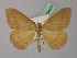  ( - BC ZSM Lep 19430)  @11 [ ] CreativeCommons - Attribution Non-Commercial Share-Alike (2010) Unspecified SNSB, Zoologische Staatssammlung Muenchen
