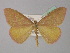  (Rhodostrophia pudorata - BC ZSM Lep 19431)  @11 [ ] CreativeCommons - Attribution Non-Commercial Share-Alike (2010) Unspecified SNSB, Zoologische Staatssammlung Muenchen