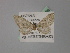  (Eupithecia AH01Sp - BC ZSM Lep 19439)  @11 [ ] CreativeCommons - Attribution Non-Commercial Share-Alike (2010) Unspecified SNSB, Zoologische Staatssammlung Muenchen