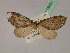  ( - BC ZSM Lep 19451)  @13 [ ] CreativeCommons - Attribution Non-Commercial Share-Alike (2010) Unspecified SNSB, Zoologische Staatssammlung Muenchen