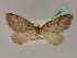 ( - BC ZSM Lep 19452)  @13 [ ] CreativeCommons - Attribution Non-Commercial Share-Alike (2010) Unspecified SNSB, Zoologische Staatssammlung Muenchen