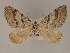  ( - BC ZSM Lep 19453)  @12 [ ] CreativeCommons - Attribution Non-Commercial Share-Alike (2010) Unspecified SNSB, Zoologische Staatssammlung Muenchen