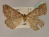  ( - BC ZSM Lep 19473)  @13 [ ] CreativeCommons - Attribution Non-Commercial Share-Alike (2010) Unspecified SNSB, Zoologische Staatssammlung Muenchen