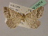  ( - BC ZSM Lep 19474)  @14 [ ] CreativeCommons - Attribution Non-Commercial Share-Alike (2010) Unspecified SNSB, Zoologische Staatssammlung Muenchen
