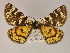  ( - BC ZSM Lep 19490)  @13 [ ] CreativeCommons - Attribution Non-Commercial Share-Alike (2010) Unspecified SNSB, Zoologische Staatssammlung Muenchen