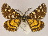  ( - BC ZSM Lep 19491)  @13 [ ] CreativeCommons - Attribution Non-Commercial Share-Alike (2010) Unspecified SNSB, Zoologische Staatssammlung Muenchen