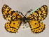  ( - BC ZSM Lep 19493)  @13 [ ] CreativeCommons - Attribution Non-Commercial Share-Alike (2010) Unspecified SNSB, Zoologische Staatssammlung Muenchen