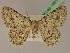  ( - BC ZSM Lep 19518)  @11 [ ] CreativeCommons - Attribution Non-Commercial Share-Alike (2010) Unspecified SNSB, Zoologische Staatssammlung Muenchen