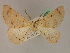  ( - BC ZSM Lep 19525)  @13 [ ] CreativeCommons - Attribution Non-Commercial Share-Alike (2010) Unspecified SNSB, Zoologische Staatssammlung Muenchen