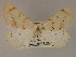  ( - BC ZSM Lep 19526)  @11 [ ] CreativeCommons - Attribution Non-Commercial Share-Alike (2010) Unspecified SNSB, Zoologische Staatssammlung Muenchen