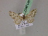  ( - BC ZSM Lep 19530)  @13 [ ] CreativeCommons - Attribution Non-Commercial Share-Alike (2010) Unspecified SNSB, Zoologische Staatssammlung Muenchen