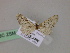  (Eupithecia gypsophilata - BC ZSM Lep 19531)  @14 [ ] CreativeCommons - Attribution Non-Commercial Share-Alike (2010) Unspecified SNSB, Zoologische Staatssammlung Muenchen