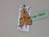  ( - BC ZSM Lep 19541)  @11 [ ] CreativeCommons - Attribution Non-Commercial Share-Alike (2010) Unspecified SNSB, Zoologische Staatssammlung Muenchen