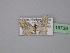  ( - BC ZSM Lep 19739)  @12 [ ] CreativeCommons - Attribution Non-Commercial Share-Alike (2010) Unspecified SNSB, Zoologische Staatssammlung Muenchen