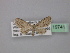  ( - BC ZSM Lep 19741)  @13 [ ] CreativeCommons - Attribution Non-Commercial Share-Alike (2010) Unspecified SNSB, Zoologische Staatssammlung Muenchen