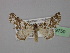  ( - BC ZSM Lep 19750)  @12 [ ] CreativeCommons - Attribution Non-Commercial Share-Alike (2010) Unspecified SNSB, Zoologische Staatssammlung Muenchen