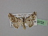  ( - BC ZSM Lep 19752)  @13 [ ] CreativeCommons - Attribution Non-Commercial Share-Alike (2010) Unspecified SNSB, Zoologische Staatssammlung Muenchen