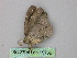  ( - BC ZSM Lep 19769)  @13 [ ] CreativeCommons - Attribution Non-Commercial Share-Alike (2010) Unspecified SNSB, Zoologische Staatssammlung Muenchen