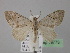  (Pennithera ulicata - BC ZSM Lep 19773)  @14 [ ] CreativeCommons - Attribution Non-Commercial Share-Alike (2010) Unspecified SNSB, Zoologische Staatssammlung Muenchen