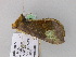  ( - BC ZSM Lep 19774)  @13 [ ] CreativeCommons - Attribution Non-Commercial Share-Alike (2010) Unspecified SNSB, Zoologische Staatssammlung Muenchen