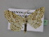  ( - BC ZSM Lep 19777)  @14 [ ] CreativeCommons - Attribution Non-Commercial Share-Alike (2010) Unspecified SNSB, Zoologische Staatssammlung Muenchen