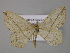  (Timandra AH01Mg - BC ZSM Lep 19779)  @11 [ ] CreativeCommons - Attribution Non-Commercial Share-Alike (2010) Unspecified SNSB, Zoologische Staatssammlung Muenchen