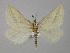  (Aspitates AH01Mg - BC ZSM Lep 19780)  @14 [ ] CreativeCommons - Attribution Non-Commercial Share-Alike (2010) Unspecified SNSB, Zoologische Staatssammlung Muenchen
