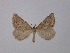  ( - BC ZSM Lep 19796)  @13 [ ] CreativeCommons - Attribution Non-Commercial Share-Alike (2010) Unspecified SNSB, Zoologische Staatssammlung Muenchen