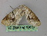  ( - BC ZSM Lep 19803)  @11 [ ] CreativeCommons - Attribution Non-Commercial Share-Alike (2010) Unspecified SNSB, Zoologische Staatssammlung Muenchen