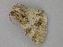  (Triptila AH01Cl - BC ZSM Lep 19804)  @13 [ ] CreativeCommons - Attribution Non-Commercial Share-Alike (2010) Unspecified SNSB, Zoologische Staatssammlung Muenchen
