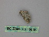  ( - BC ZSM Lep 19808)  @11 [ ] CreativeCommons - Attribution Non-Commercial Share-Alike (2010) Unspecified SNSB, Zoologische Staatssammlung Muenchen