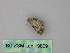  (Eupithecia AH04Cl - BC ZSM Lep 19809)  @12 [ ] CreativeCommons - Attribution Non-Commercial Share-Alike (2010) Unspecified SNSB, Zoologische Staatssammlung Muenchen