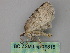 ( - BC ZSM Lep 19815)  @12 [ ] CreativeCommons - Attribution Non-Commercial Share-Alike (2010) Unspecified SNSB, Zoologische Staatssammlung Muenchen