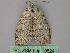  ( - BC ZSM Lep 19824)  @12 [ ] CreativeCommons - Attribution Non-Commercial Share-Alike (2010) Unspecified SNSB, Zoologische Staatssammlung Muenchen